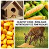10 pounds Yellow Whole Kernel Corn - Grown, and Shipped from Iowa. Squirrel, Duck, and Deer Love it! Make Tortillas or Corn Meal view 3