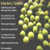 Veena Seema Sun Dried Turkey Berry, 250 Grams (sundakkai Vathal) view 2