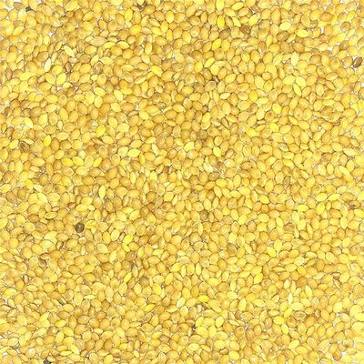 Urantex Kangni Seed Finger Millet Proso Millet Pearl Millet Millet Beej 100g