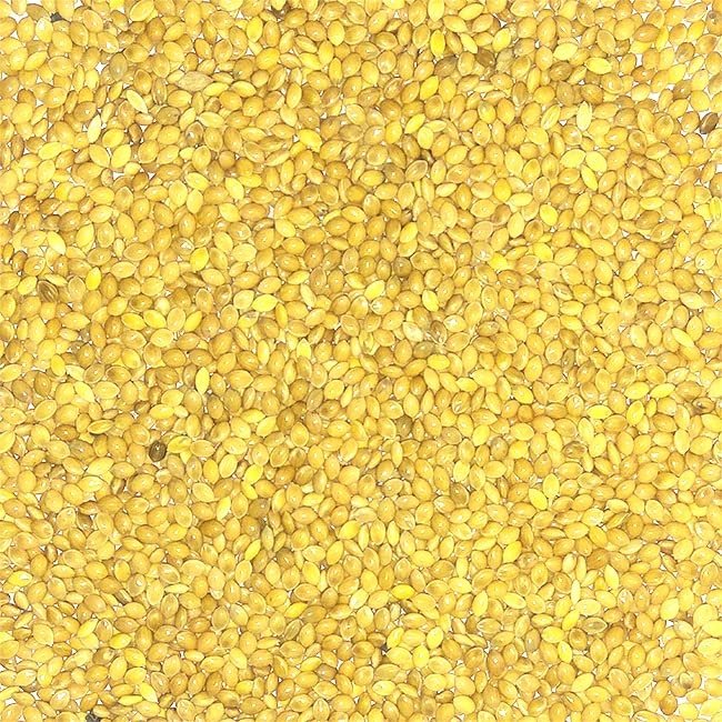 Urantex Kangni Seed Finger Millet Proso Millet Pearl Millet Millet Beej 100g