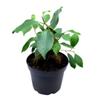 BubbleBlooms Ficus microcarpa Chinese Banyan Bonsai Tree in a 6 inch Pot view 1