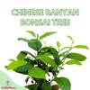 BubbleBlooms Ficus microcarpa Chinese Banyan Bonsai Tree in a 6 inch Pot view 2