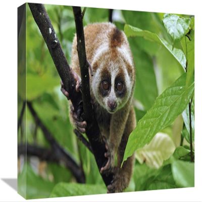 12 x 18 in. Slow Loris, Northern Sumatra, Indonesia Art Print - Thomas Marent