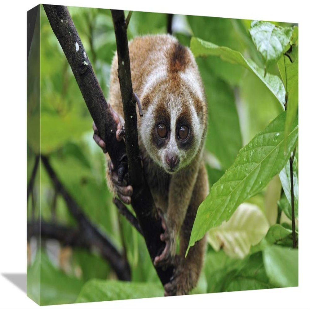 12 x 18 in. Slow Loris, Northern Sumatra, Indonesia Art Print - Thomas Marent