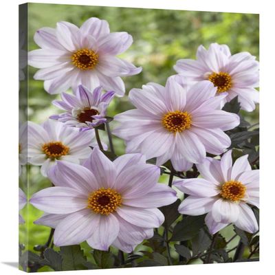 24 x 36 in. Dahlia Bishop of Leicester Variety Flowers Art Print - Visionspictures