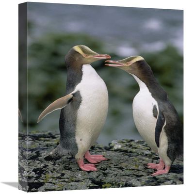 16 x 24 in. Yellow-Eyed Penguins Communicating, Enderby Island, New Zealand Art Print - Konrad Wothe