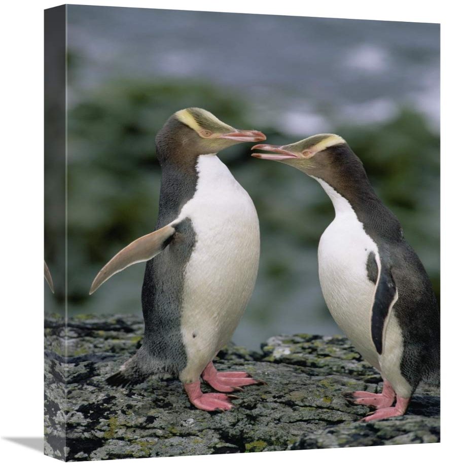 16 x 24 in. Yellow-Eyed Penguins Communicating, Enderby Island, New Zealand Art Print - Konrad Wothe