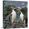 16 x 24 in. Yellow-Eyed Penguins Communicating, Enderby Island, New Zealand Art Print - Konrad Wothe view 1