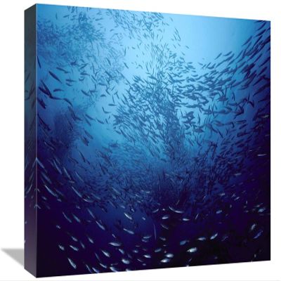 12 x 18 in. Northern Anchovy School Near San Clemente, Southern California Art Print - Flip Nicklin