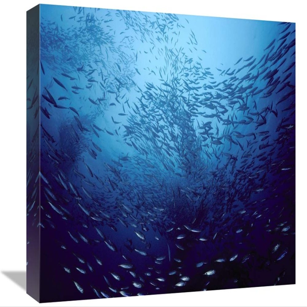 12 x 18 in. Northern Anchovy School Near San Clemente, Southern California Art Print - Flip Nicklin