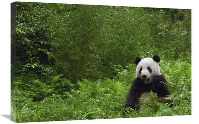20 x 30 in. Giant Panda Near Bamboo Grove, Wolong Reserve, Sichuan Province Art Print - Pete Oxford