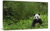 20 x 30 in. Giant Panda Near Bamboo Grove, Wolong Reserve, Sichuan Province Art Print - Pete Oxford view 1