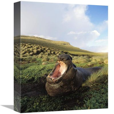 12 x 18 in. Southern Elephant Seal Bull in Wallow, Campbell Island, New Zealand Art Print - Tui De Roy