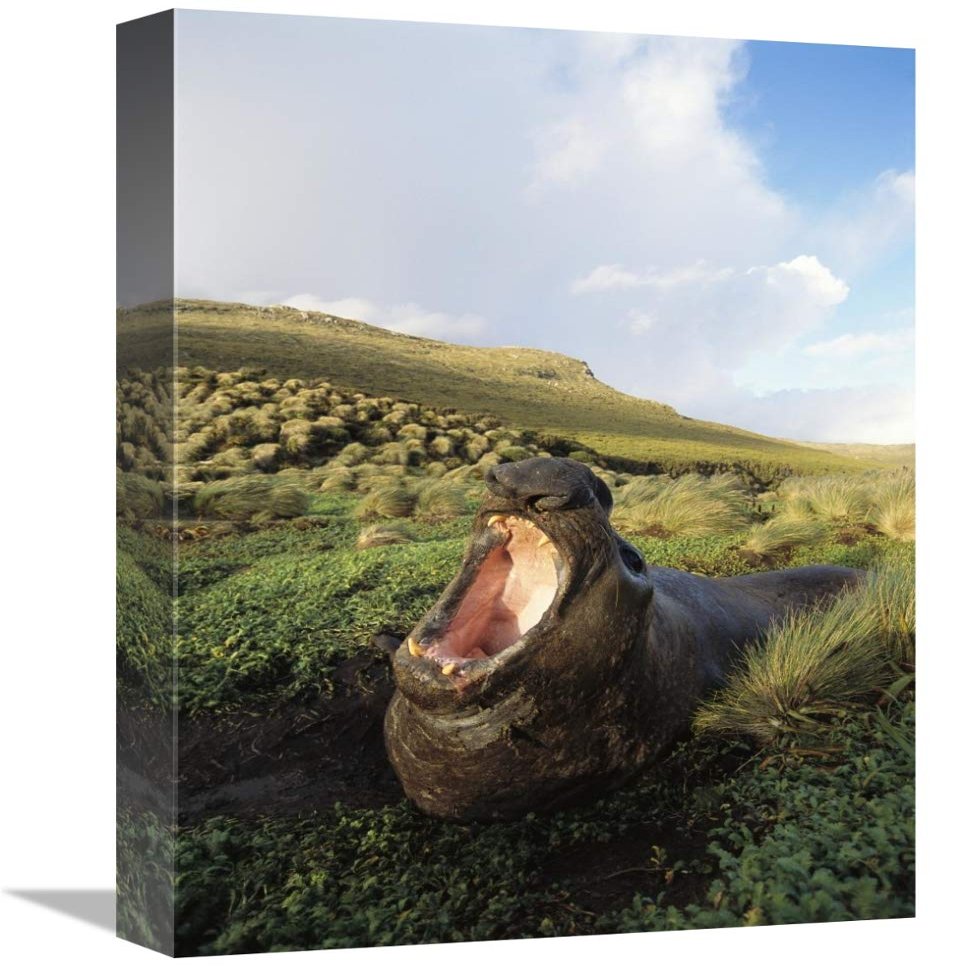 12 x 18 in. Southern Elephant Seal Bull in Wallow, Campbell Island, New Zealand Art Print - Tui De Roy