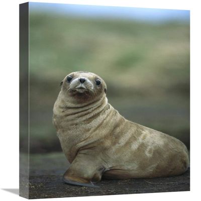 16 x 24 in. Hookers Sea Lion Pup, Enderby Island, Auckland Islands, New Zealand Art Print - Tui De Roy