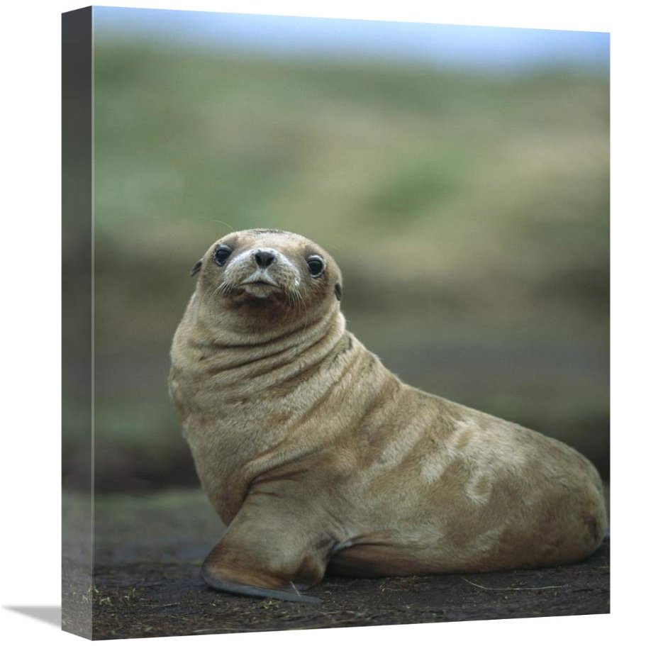 16 x 24 in. Hookers Sea Lion Pup, Enderby Island, Auckland Islands, New Zealand Art Print - Tui De Roy