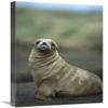16 x 24 in. Hookers Sea Lion Pup, Enderby Island, Auckland Islands, New Zealand Art Print - Tui De Roy view 1