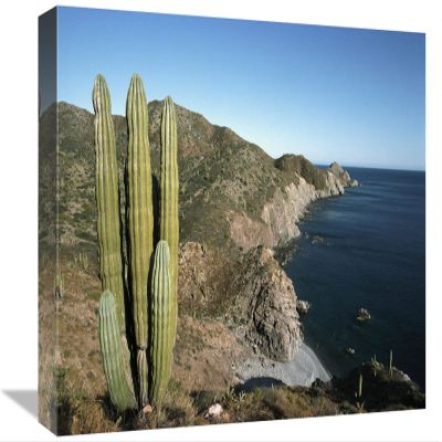 12 x 18 in. Giant Cardon Cactus, Santa Catalina Island, Sea of Cortez, Baja California, Mexico Art Print - Tui De Roy