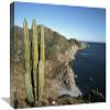 12 x 18 in. Giant Cardon Cactus, Santa Catalina Island, Sea of Cortez, Baja California, Mexico Art Print - Tui De Roy view 1