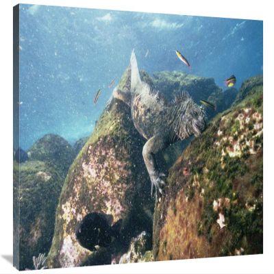24 x 36 in. Marine Iguana Grazing on Seaweed in Wave, Academy Bay, Galapagos Islands Art Print - Tui De Roy