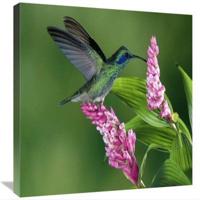 16 x 24 in. Green Violet-Ear Hummingbird Feeding at & Pollinating Epiphytic Orchid Costa Rica Art Print - Michael & Patricia Fogden