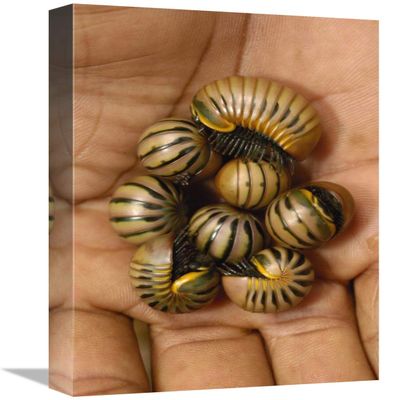 12 x 18 in. Pill Millipede Group from Zombitse Reserve, Madagascar Art Print - Pete Oxford