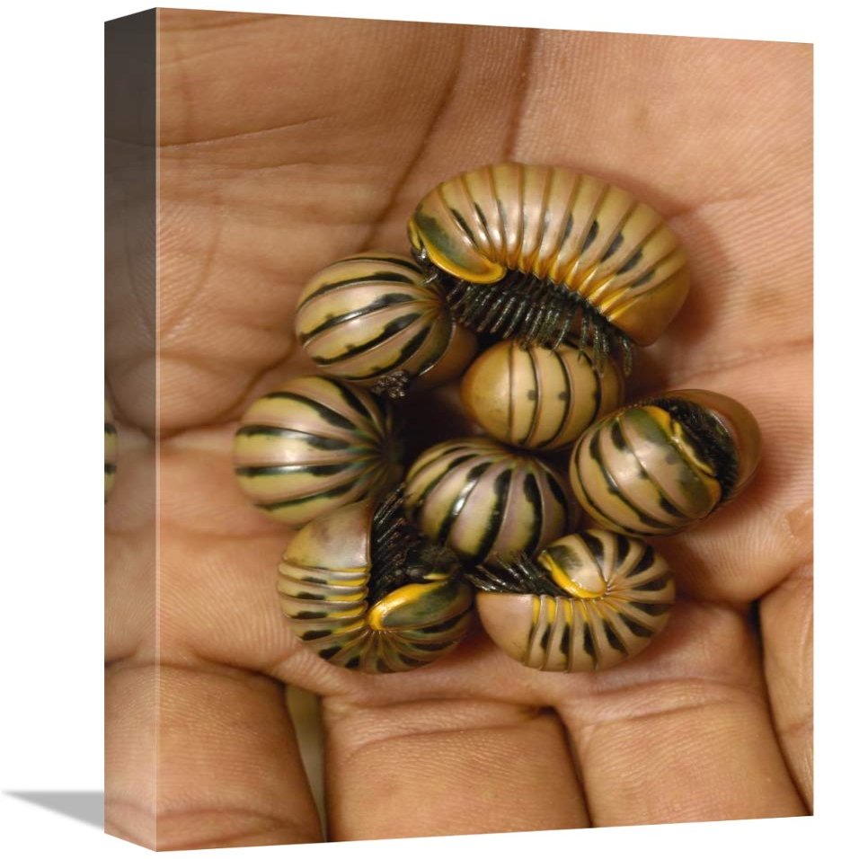 12 x 18 in. Pill Millipede Group from Zombitse Reserve, Madagascar Art Print - Pete Oxford