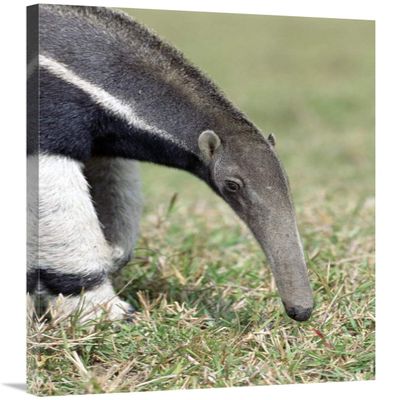 40 in. Giant Anteater, Pantanal, Brazil Art Print - Tui De Roy