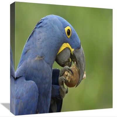 12 x 18 in. Hyacinth Macaw in Cerrado Habitat Eating Piassava Palm Nuts, Brazil Art Print - Pete Oxford