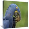 12 x 18 in. Hyacinth Macaw in Cerrado Habitat Eating Piassava Palm Nuts, Brazil Art Print - Pete Oxford view 1
