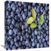 12 x 18 in. Bilberry Group with Small Branch, North America Art Print - Gerry Ellis view 1