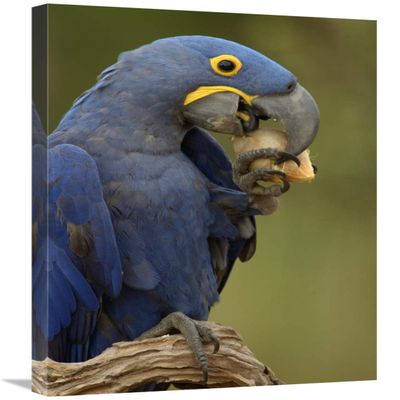 20 x 30 in. Hyacinth Macaw in Cerrado Habitat Eating Piassava Palm Nuts, Brazil Art Print - Pete Oxford