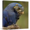 20 x 30 in. Hyacinth Macaw in Cerrado Habitat Eating Piassava Palm Nuts, Brazil Art Print - Pete Oxford view 1