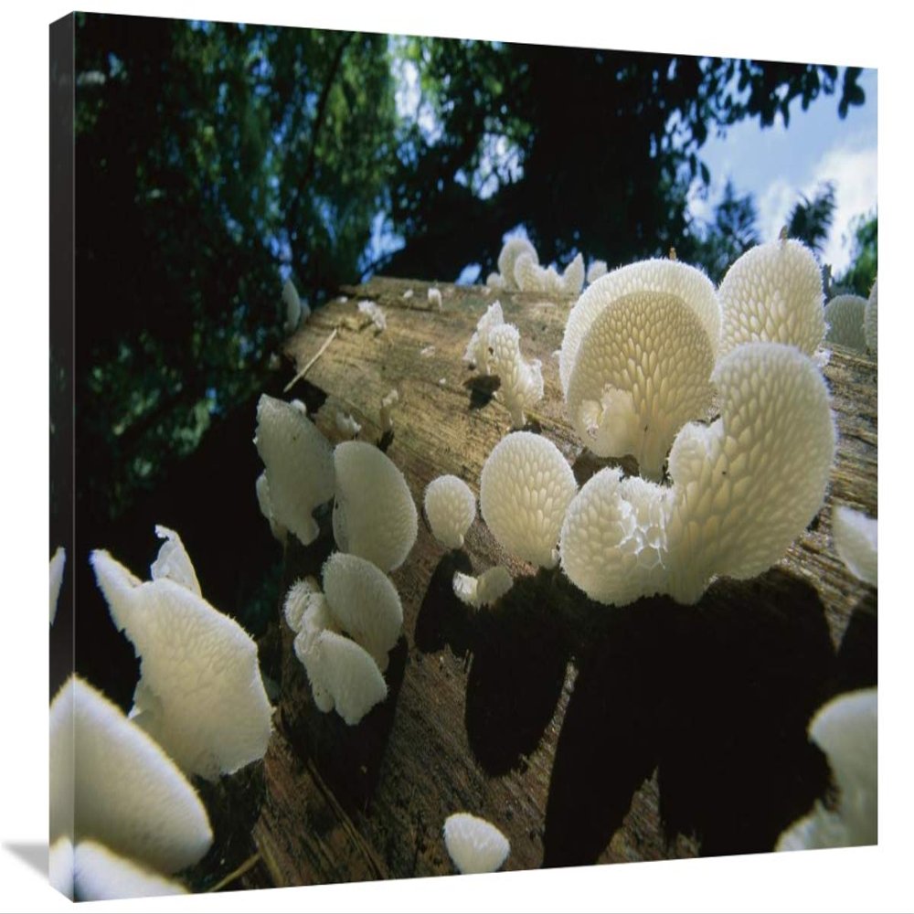 20 x 30 in. Bracket Fungus Mushrooms, Barro Colorado Island, Panama Art Print - Christian Ziegler