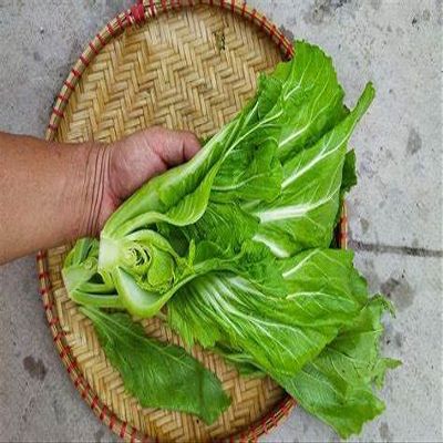 750+ Seeds Large Leaf Bamboo GAI Choi Mustard Green June 2021 Test Ci b xanh m l ln