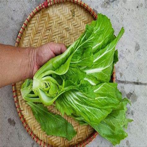 750+ Seeds Large Leaf Bamboo GAI Choi Mustard Green June 2021 Test Ci b xanh m l ln
