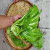 750+ Seeds Large Leaf Bamboo GAI Choi Mustard Green June 2021 Test Ci b xanh m l ln view 1