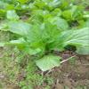 750+ Seeds Large Leaf Bamboo GAI Choi Mustard Green June 2021 Test Ci b xanh m l ln view 2