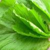 750+ Seeds Large Leaf Bamboo GAI Choi Mustard Green June 2021 Test Ci b xanh m l ln view 4