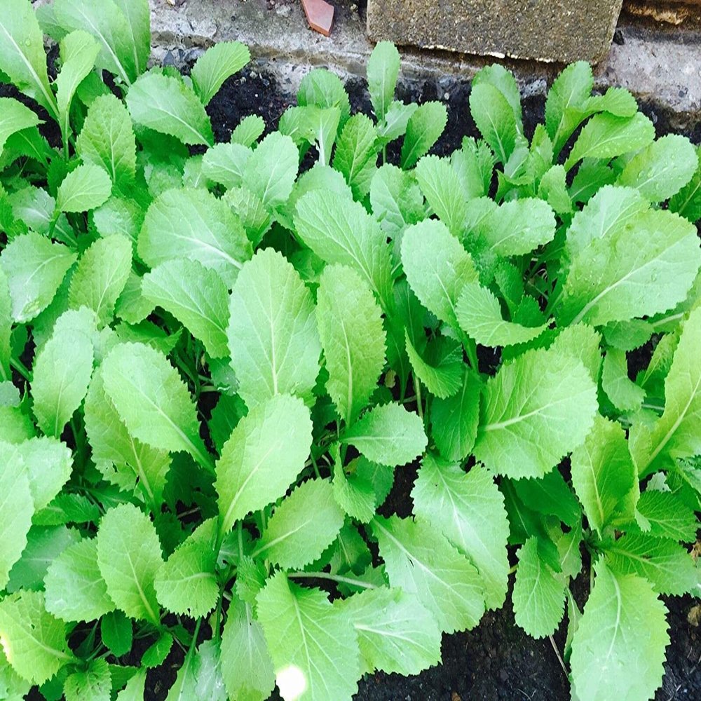 100 Seeds of Oriental Mustard (Chinese Mustard, GAI Choy), Brassica Juncea