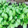 100 Seeds of Oriental Mustard (Chinese Mustard, GAI Choy), Brassica Juncea view 1