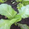 100 Seeds of Oriental Mustard (Chinese Mustard, GAI Choy), Brassica Juncea view 2