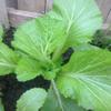 100 Seeds of Oriental Mustard (Chinese Mustard, GAI Choy), Brassica Juncea view 3