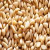 Bulk Pine Nuts 25 Pound Wholesale Box view 3