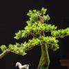 LSHAOBO Simulation Welcome Pine Tree Bonsai Ornaments Artificial Bonsai Tree Plant Indoor Home Office Decoration Desktop Ornaments view 3