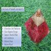 Jet Energized Handmade Red Onyx Orgone Pyramid Approx. 2.5 Inch Self-Confidence Physical Strength Destiny protection view 3