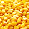 22 Pounds Yellow Whole Kernel Corn  Ideal for Wildlife, Cooking, and Cornmeal - Food for Deer, Squirrels and More view 1