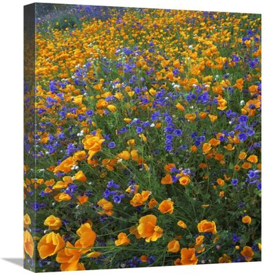 18 x 24 in. California Poppy & Desert Bluebell Flowers, Antelope Valley, California Art Print - Tim Fitzharris