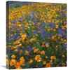 18 x 24 in. California Poppy & Desert Bluebell Flowers, Antelope Valley, California Art Print - Tim Fitzharris view 1