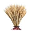 100 Pieces of Dried Wheat Stalk Golden Natural Dried Wheat Ears, Carefully Planted for Decorations and Flowers in The Center of The Bouquet (Size : Large-45cm) view 1